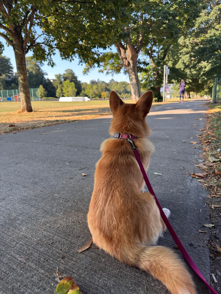 Nola sitting on the pavement looking around
