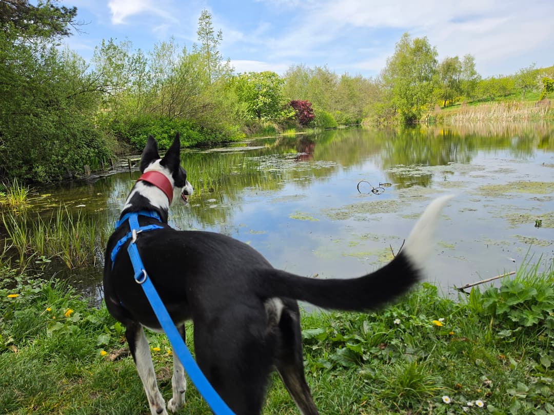 Open Meadows dog experience