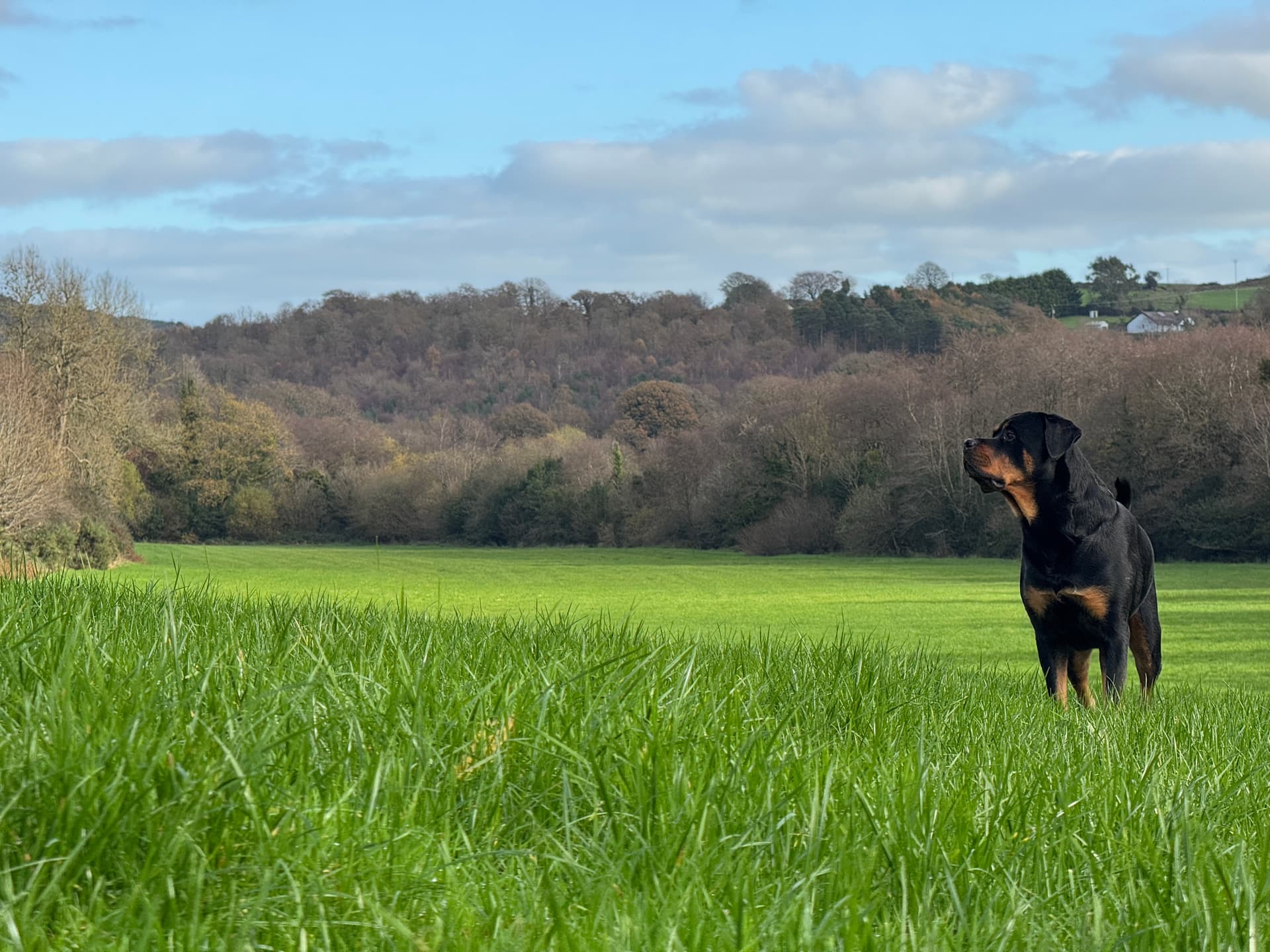Vet assisting an animal