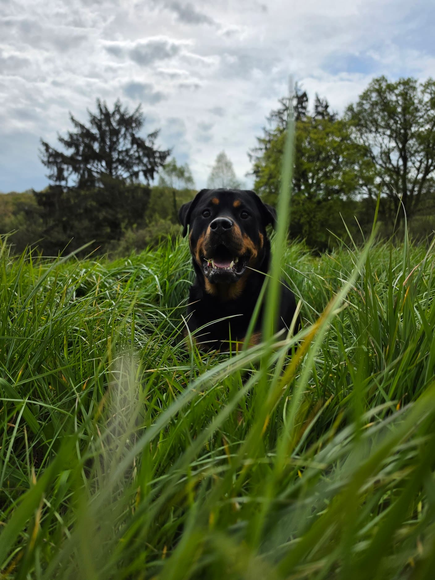 Relaxed dog receiving attentive care