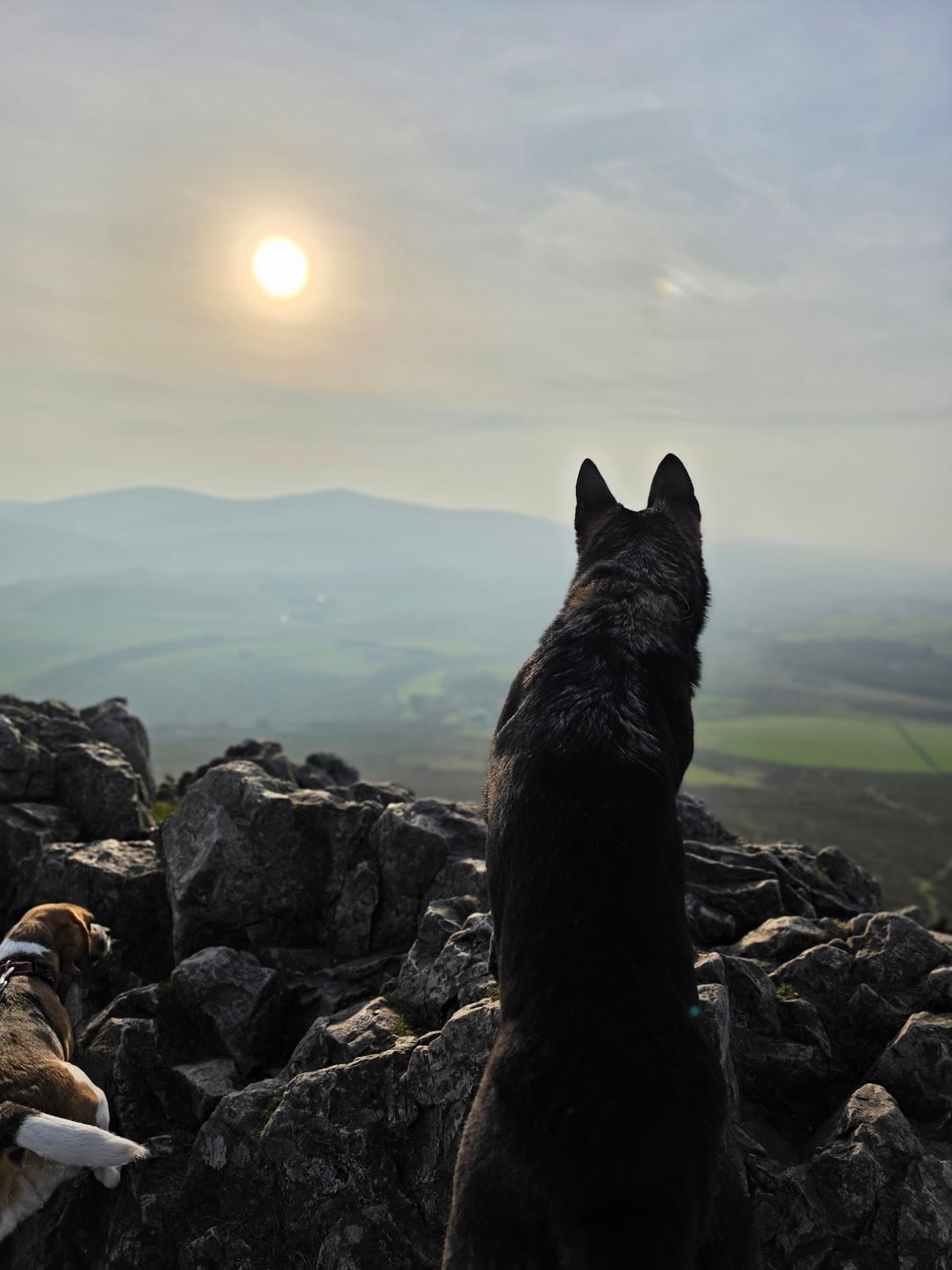 A happy dog enjoying personalised care with Jeroen & Paws