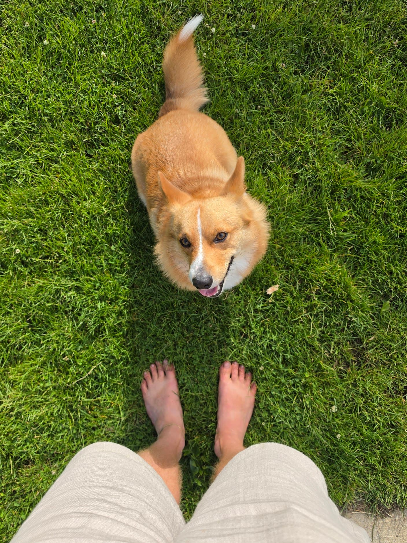 Dog enjoying tailored care outdoors