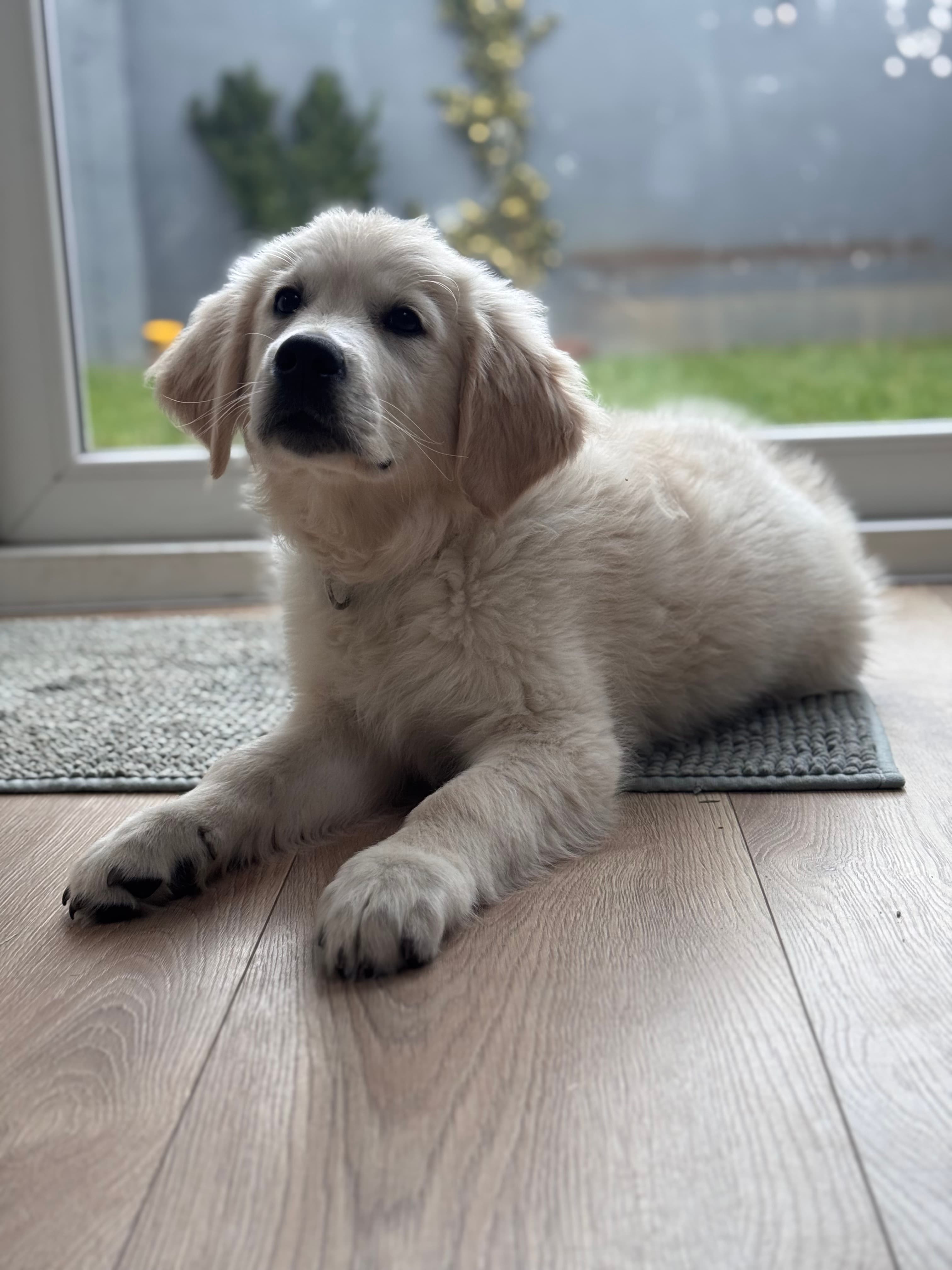 Dog sitting peacefully outdoors during a Jeroen & Paws care session