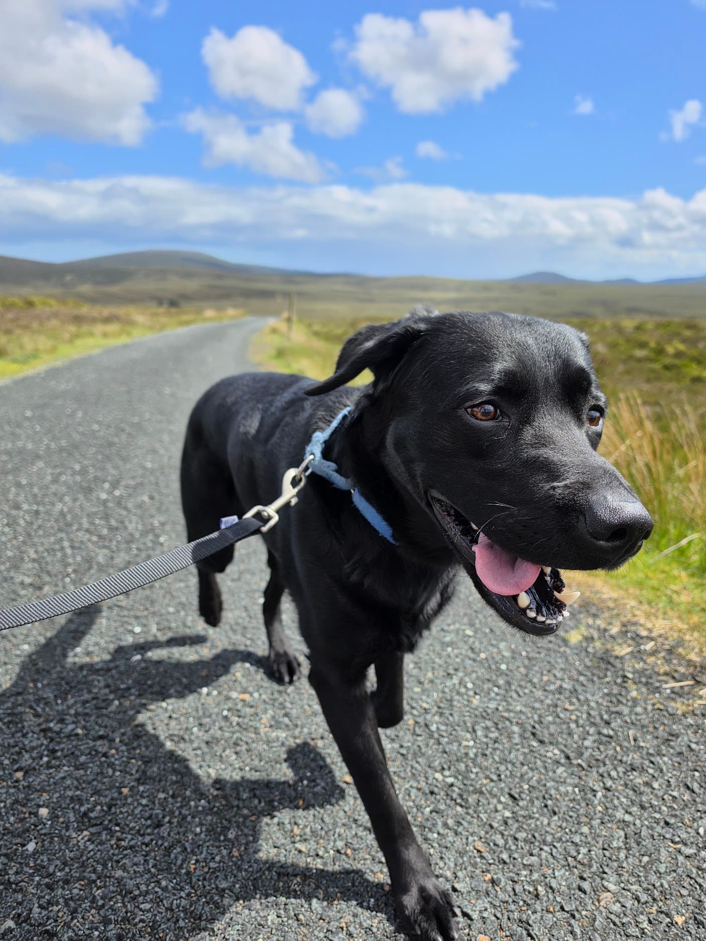 A dog enjoying a calm outdoor adventure